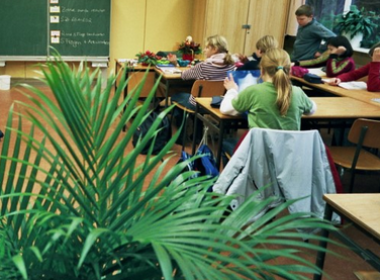 Pflanze im Klassenraum